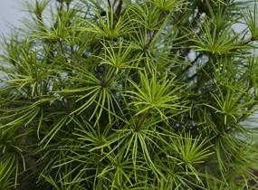 Pajehličník přeslenatý - Sciadopitys verticillata