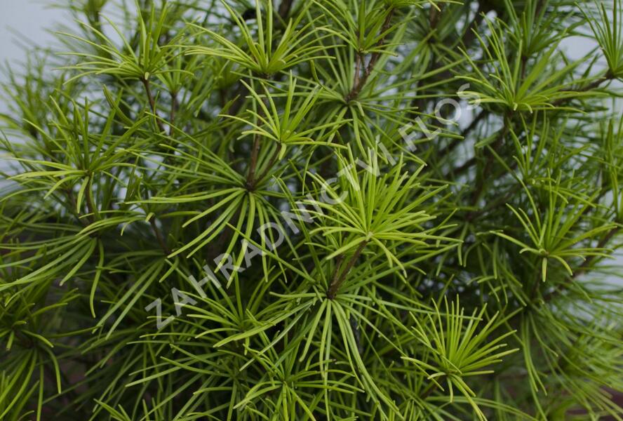 Pajehličník přeslenatý - Sciadopitys verticillata