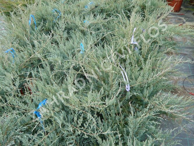 Jalovec virginský 'Grey Owl' - Juniperus virginiana 'Grey Owl'