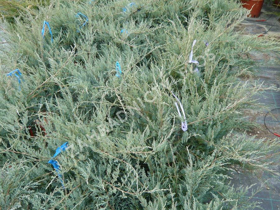 Jalovec virginský 'Grey Owl' - Juniperus virginiana 'Grey Owl'