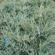 Jalovec virginský 'Grey Owl' - Juniperus virginiana 'Grey Owl'