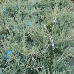 Jalovec virginský 'Grey Owl' - Juniperus virginiana 'Grey Owl'