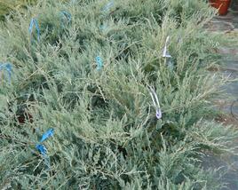 Jalovec virginský 'Grey Owl'