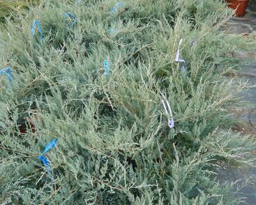 Jalovec virginský 'Grey Owl'