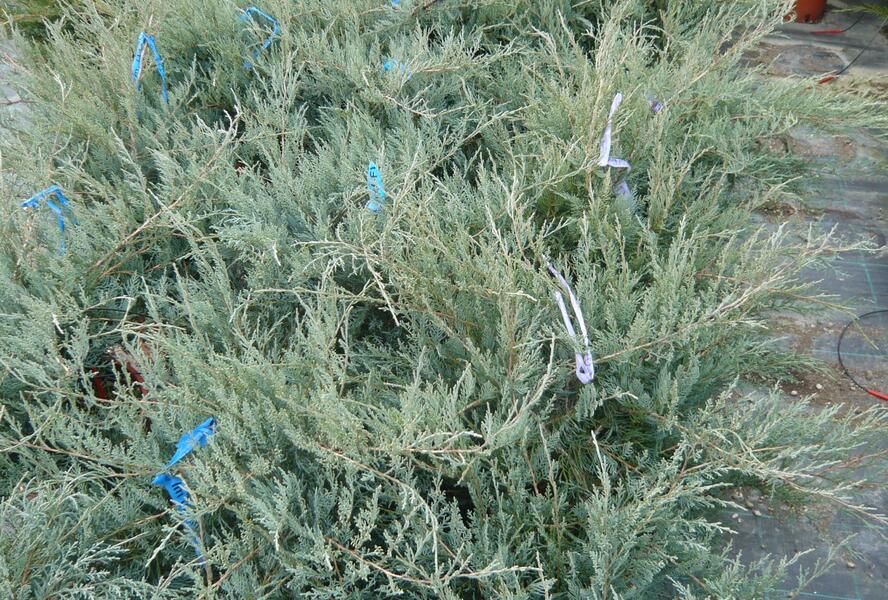 Jalovec virginský 'Grey Owl' - Juniperus virginiana 'Grey Owl'