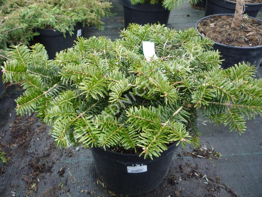 Jedle kavkazská 'Kilian' - Abies nordmanniana 'Kilian'