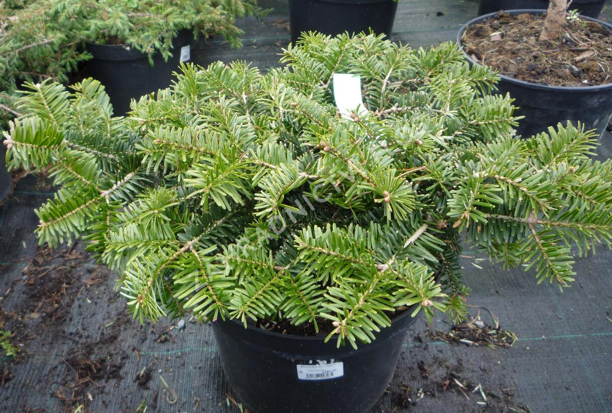 Jedle kavkazská 'Kilian' - Abies nordmanniana 'Kilian'