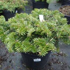 Jedle kavkazská 'Kilian' - Abies nordmanniana 'Kilian'