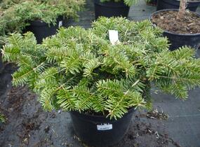 Jedle kavkazská 'Kilian' - Abies nordmanniana 'Kilian'
