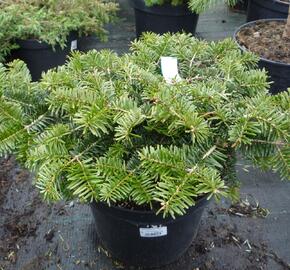 Jedle kavkazská 'Kilian' - Abies nordmanniana 'Kilian'