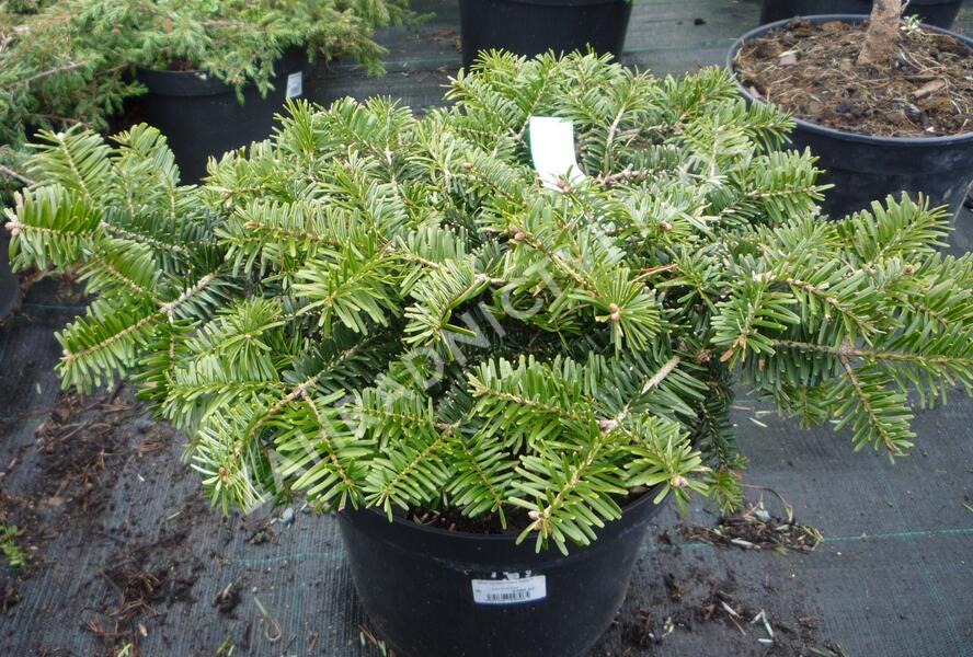 Jedle kavkazská 'Kilian' - Abies nordmanniana 'Kilian'