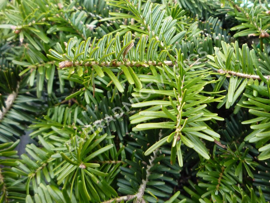 Jedle kavkazská 'Kilian' - Abies nordmanniana 'Kilian'