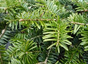 Jedle kavkazská 'Kilian' - Abies nordmanniana 'Kilian'