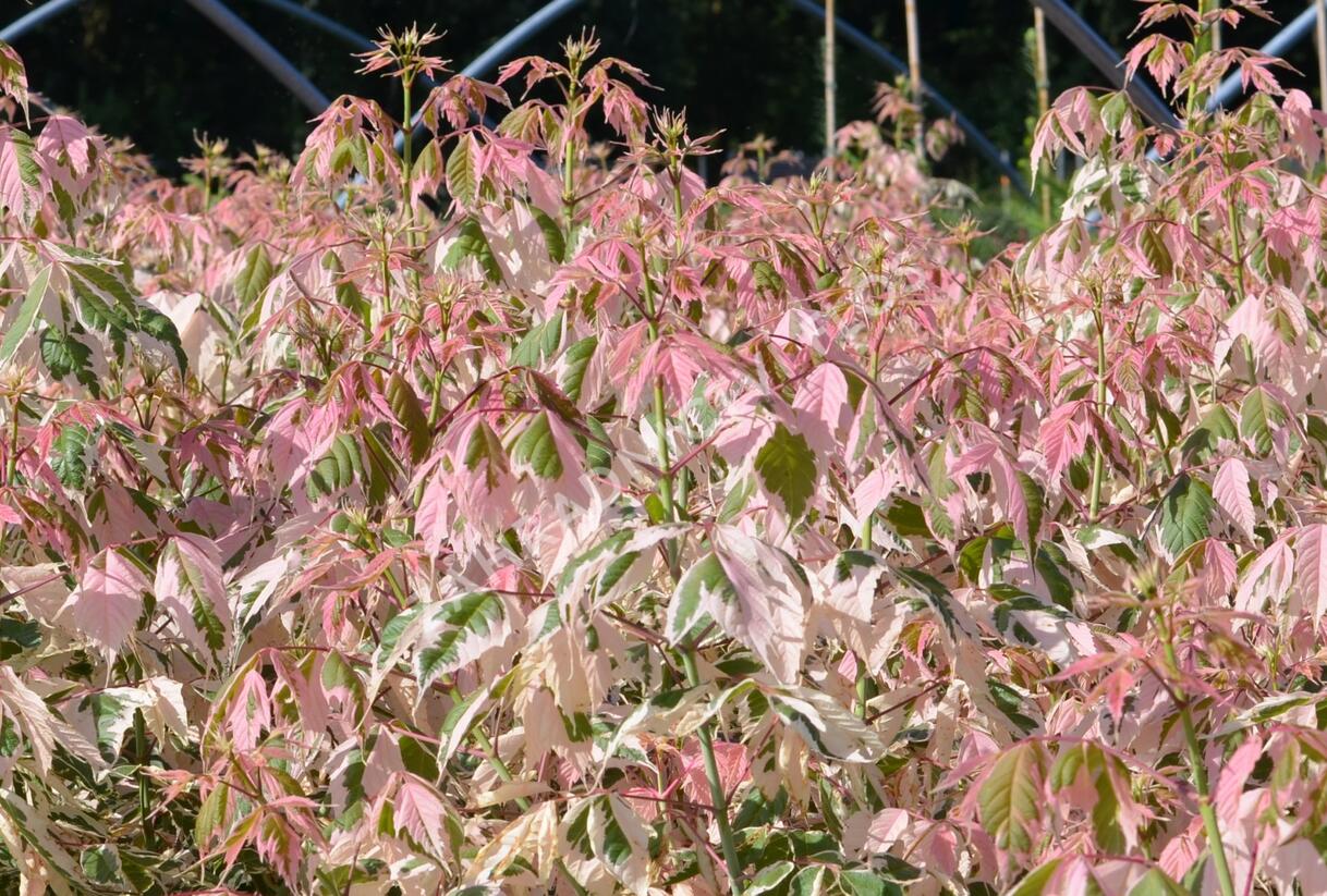 Javor jasanolistý 'Flamingo' - Acer negundo 'Flamingo'