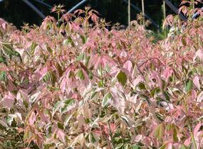 Javor jasanolistý 'Flamingo' - Acer negundo 'Flamingo'