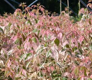 Javor jasanolistý 'Flamingo' - Acer negundo 'Flamingo'