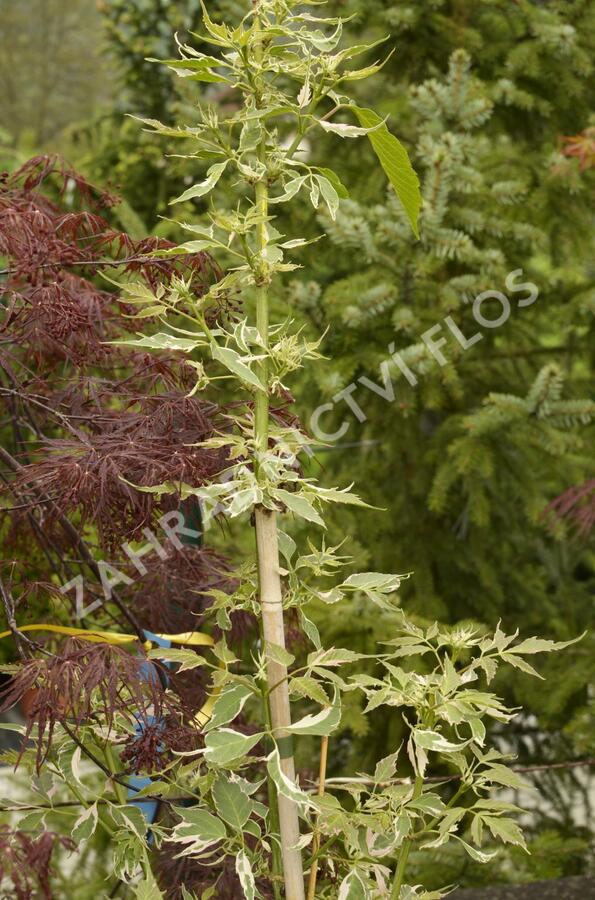 Javor jasanolistý 'Flamingo' - Acer negundo 'Flamingo'