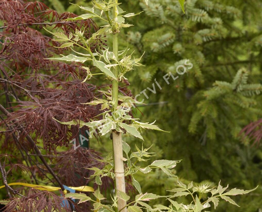 Javor jasanolistý 'Flamingo' - Acer negundo 'Flamingo'