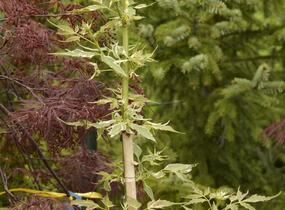 Javor jasanolistý 'Flamingo' - Acer negundo 'Flamingo'