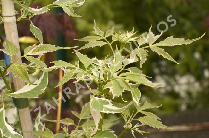 Javor jasanolistý 'Flamingo' - Acer negundo 'Flamingo'