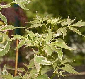 Javor jasanolistý 'Flamingo' - Acer negundo 'Flamingo'