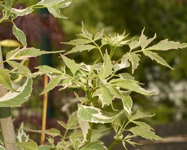 Javor jasanolistý 'Flamingo'