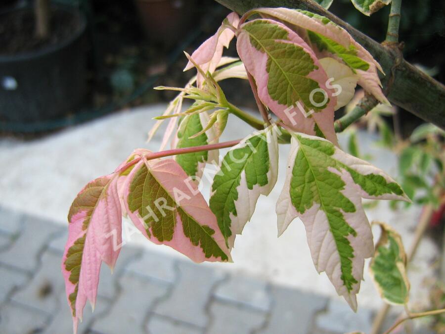 Javor jasanolistý 'Flamingo' - Acer negundo 'Flamingo'