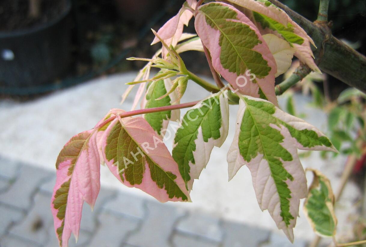 Javor jasanolistý 'Flamingo' - Acer negundo 'Flamingo'