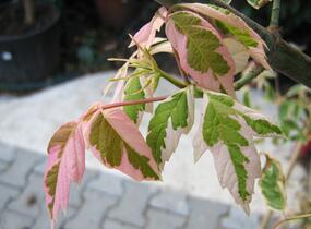Javor jasanolistý 'Flamingo' - Acer negundo 'Flamingo'