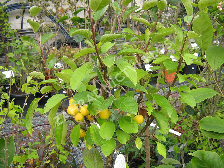 Okrasná jabloň 'Golden Hornet' - Malus 'Golden Hornet'