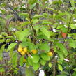 Okrasná jabloň 'Golden Hornet' - Malus 'Golden Hornet'