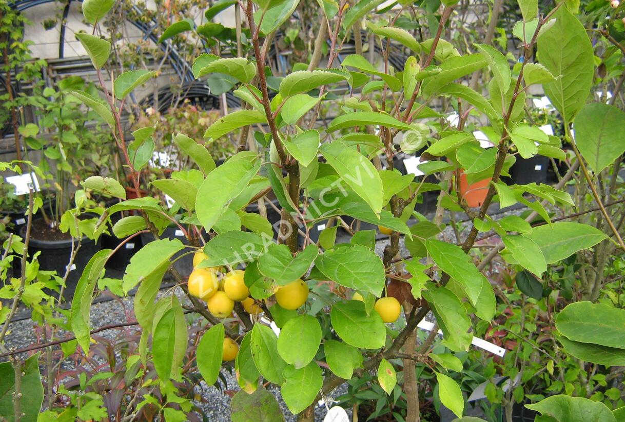 Jabloň okrasná 'Golden Hornet' - Malus 'Golden Hornet'