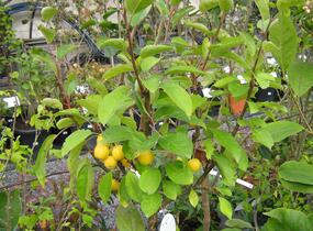 Jabloň okrasná 'Golden Hornet' - Malus 'Golden Hornet'