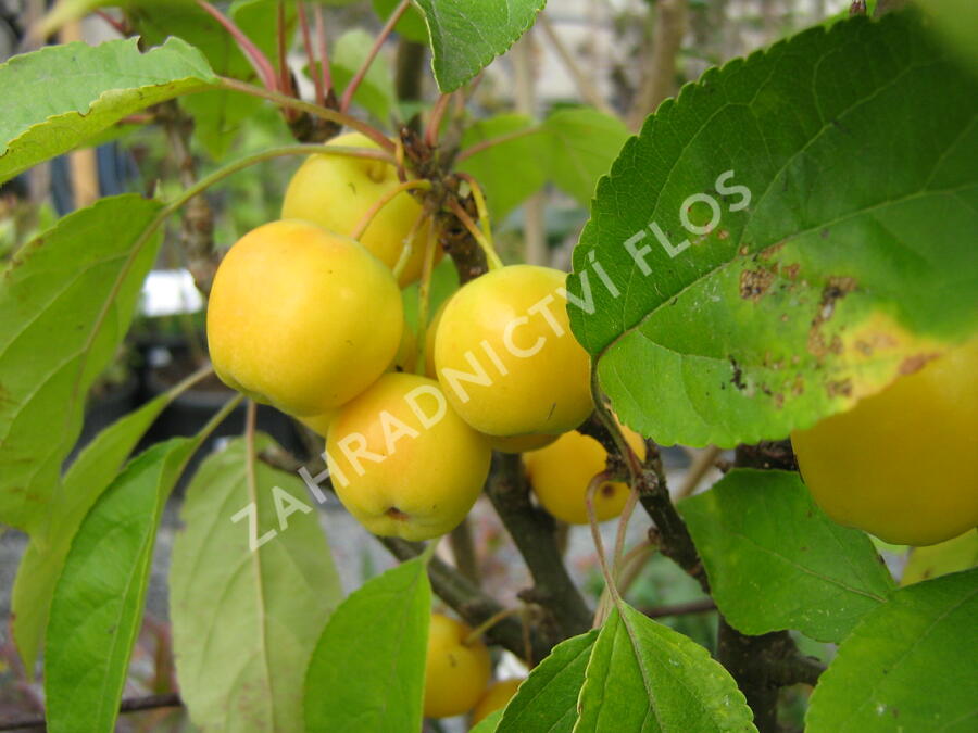 Jabloň okrasná 'Golden Hornet' - Malus 'Golden Hornet'