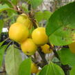 Okrasná jabloň 'Golden Hornet' - Malus 'Golden Hornet'