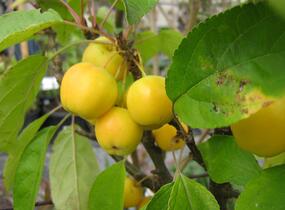 Jabloň okrasná 'Golden Hornet' - Malus 'Golden Hornet'