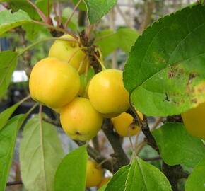 Okrasná jabloň 'Golden Hornet' - Malus 'Golden Hornet'