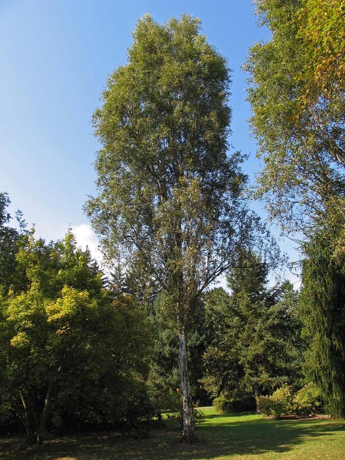 Bříza bělokorá 'Fastigiata' - Betula pendula 'Fastigiata'