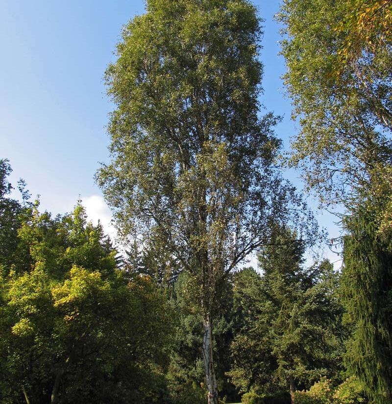 Bříza bělokorá 'Fastigiata' - Betula pendula 'Fastigiata'
