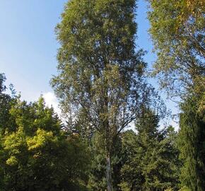 Bříza bělokorá 'Fastigiata' - Betula pendula 'Fastigiata'