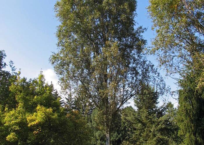 Bříza bělokorá 'Fastigiata' - Betula pendula 'Fastigiata'