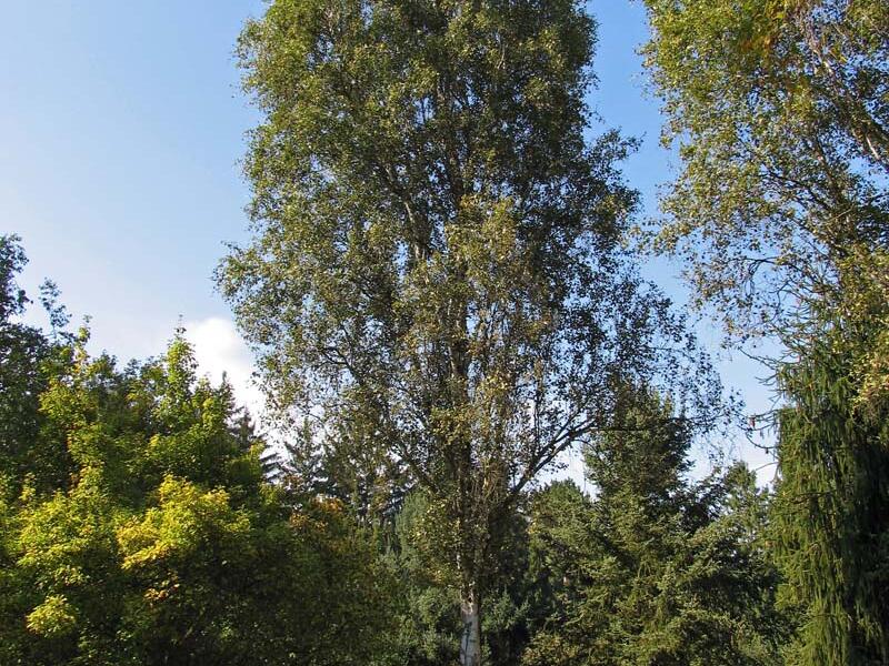 Bříza bělokorá 'Fastigiata' - Betula pendula 'Fastigiata'