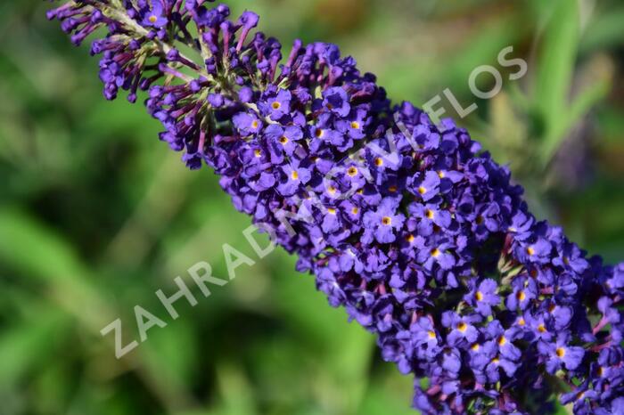 Motýlí keř, Komule Davidova 'Adonis Blue' - Buddleja davidii 'Adonis Blue'