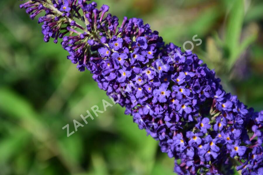 Motýlí keř, Komule Davidova 'Adonis Blue' - Buddleja davidii 'Adonis Blue'