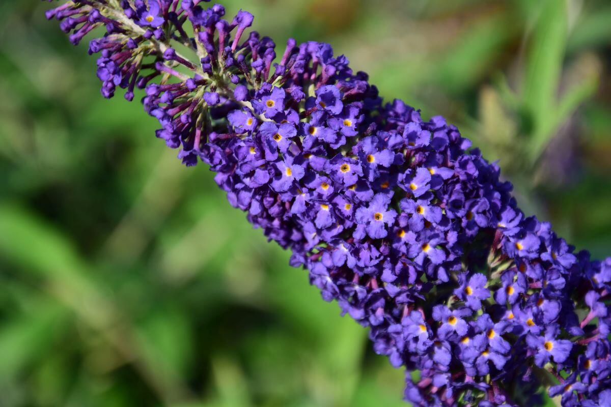 Motýlí keř, Komule Davidova 'Adonis Blue' - Buddleja davidii 'Adonis Blue'