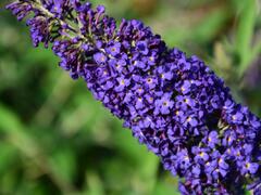 Motýlí keř, Komule Davidova 'Adonis Blue' - Buddleia davidii 'Adonis Blue'