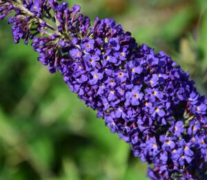 Motýlí keř, Komule Davidova 'Adonis Blue' - Buddleia davidii 'Adonis Blue'
