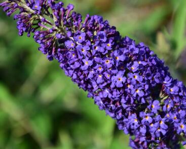 Motýlí keř, Komule Davidova 'Adonis Blue'