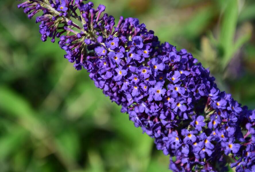 Motýlí keř, Komule Davidova 'Adonis Blue' - Buddleja davidii 'Adonis Blue'