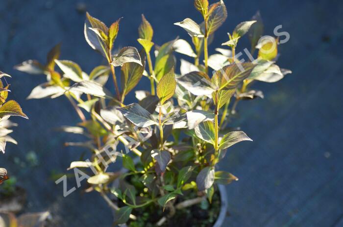 Vajgélie květnatá 'Nana Purpurea' - Weigela florida 'Nana Purpurea'